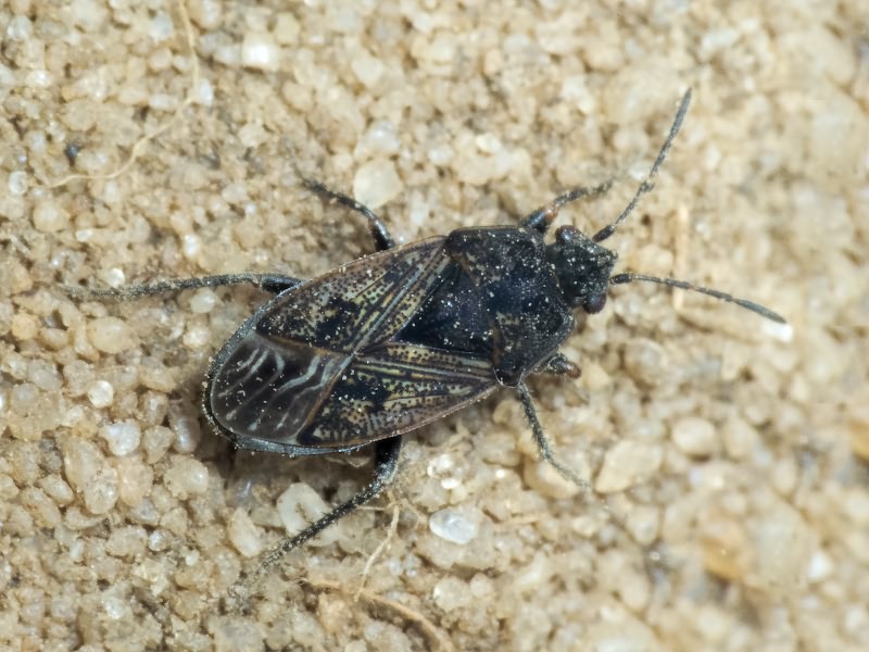 Trapezonotus arenarius (Linnaeus, 1758)